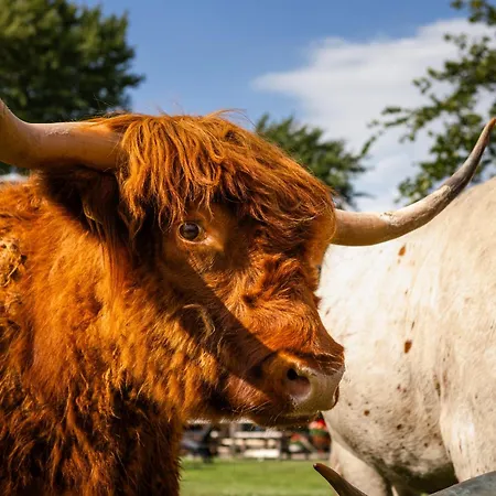 Bed&bbq Longhornranch Daire Akersloot