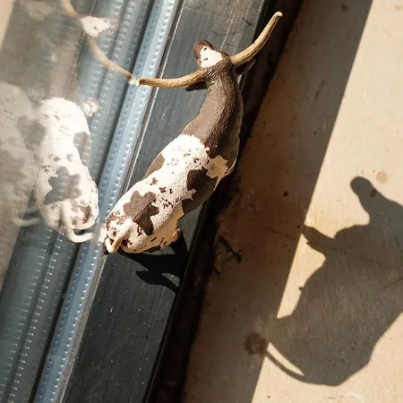 Bed&bbq Longhornranch Apartment Akersloot