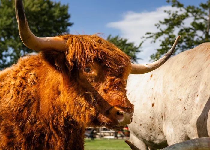 Bed&bbq Longhornranch Daire Akersloot