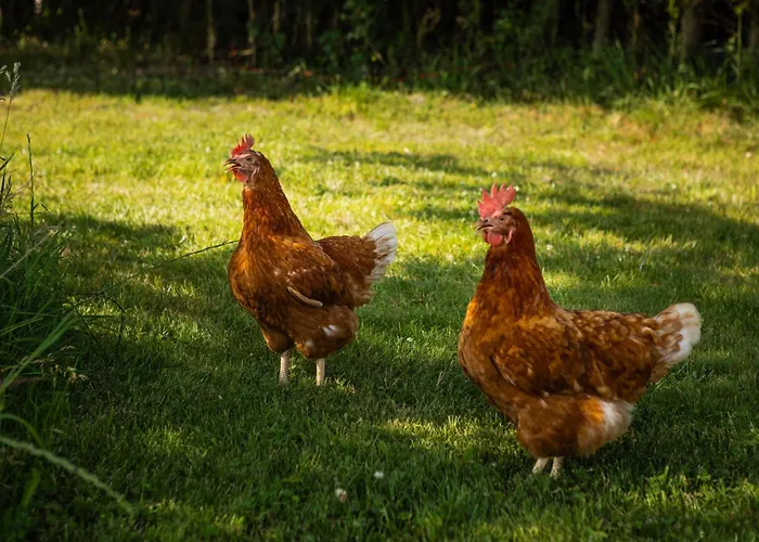Appartement Bed&bbq Longhornranch Akersloot